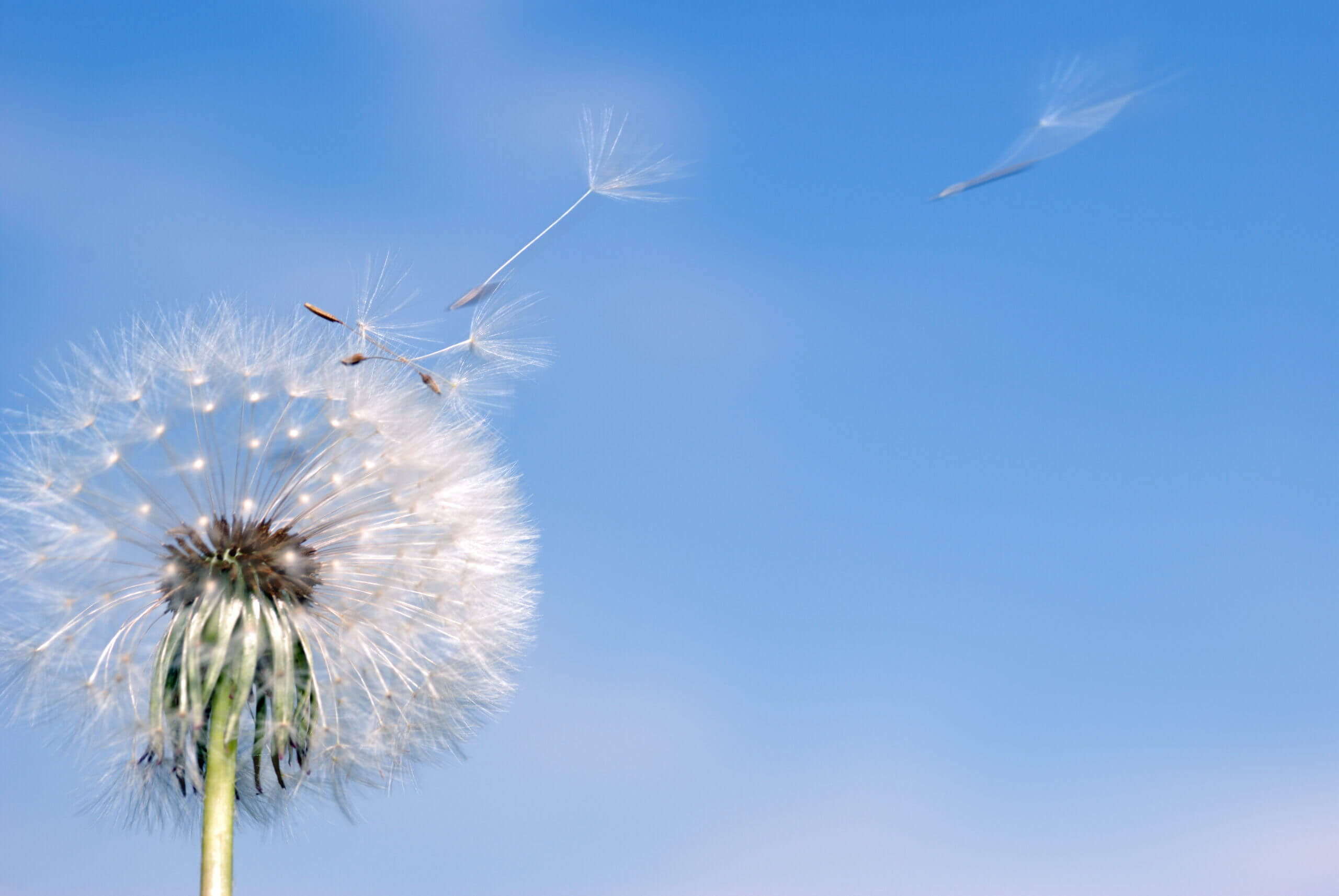 Dandelion fly